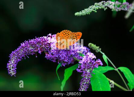 fritillario lavato con argento (Argynnis pahia) che si appollaia su fiore viola Foto Stock