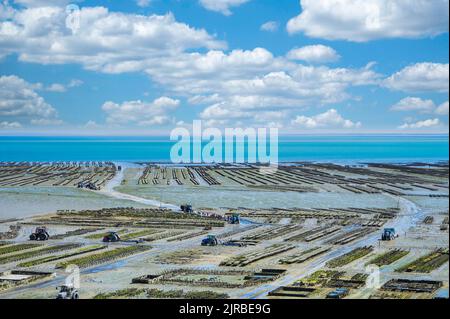 Ostriche a bassa marea in oyster farm, Cancale, Bretagna Francia Foto Stock