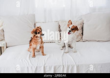 Cani seduti sul divano di casa Foto Stock