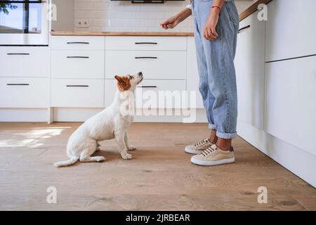 Cane che guarda il cibo in mano della donna a casa Foto Stock