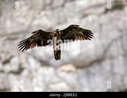 Avvoltoio bearato (Gypaetus barbatus) in volo Foto Stock