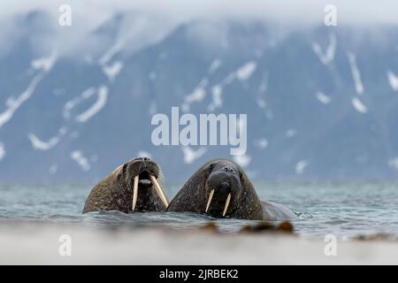 Due trichechi (Odobenus rosmareus) giacenti nelle acque costiere Foto Stock