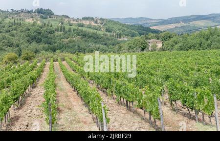 Paesaggio collinare con filari di viti in grande vigneto su miti pendii verdi, girato nella luminosa luce estiva vicino a Greve in Chianti, Siena, Toscana, IT Foto Stock