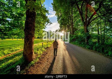 Donna anziana che cammina sulla strada tra gli alberi al tramonto Foto Stock