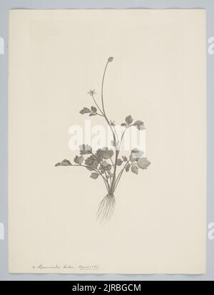 Ranunculus hirtus Banks & Solander ex de Candolle, 1769, di Sydney Parkinson, Frederick Nodder, Daniel MacKenzie. Dono del British Museum, 1895. Foto Stock