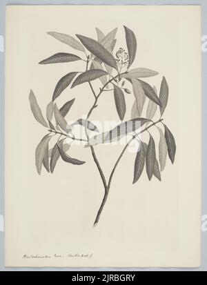 Beilschmiedia tawa (Cunningham) Bentham & Hooker F. ex Kirk, 1895, Regno Unito, di Sydney Parkinson. Dono del British Museum, 1895. Foto Stock