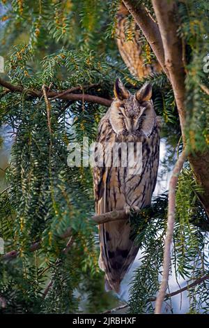 Gufo dalle orecchie lunghe (Asio otus) che si stola in un albero sempreverde di conifere in inverno Foto Stock