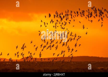 Enorme gregge di godwits dalla coda di bar (Limosa laponica) e nodi rossi in volo, in primavera, si stagliò contro il cielo arancione del tramonto lungo la costa del Mare del Nord Foto Stock