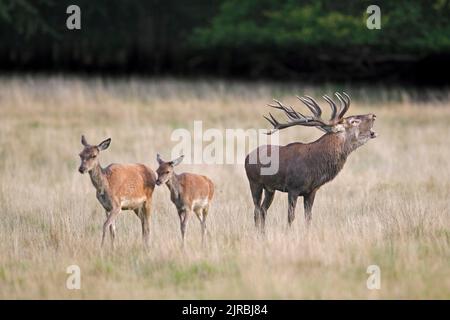 Cervo rosso (Cervus elaphus) stag che si abbelliscono e si rincula con i giovani nella prateria ai margini della foresta durante il solco in autunno / autunno Foto Stock