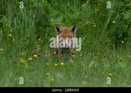 Volpe cucciolo-Vulpes vulpes. Foto Stock