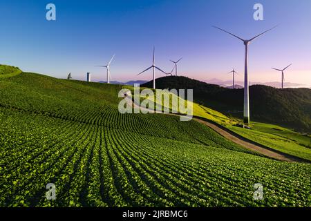 Vento turbina paesaggio in ambiente di cavolo campo di ortaggi verdi coltivati in regione alpina a bella alba. Foto Stock