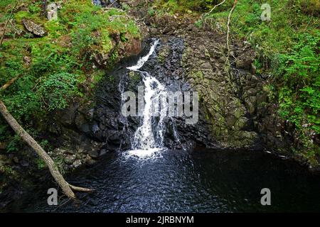 Rhaeadr DDU (cascata Nera) si trova nella riserva naturale nazionale di Coed Ganllwyd (antico bosco) vicino al villaggio di Ganllwyd nel Galles del Nord. Foto Stock