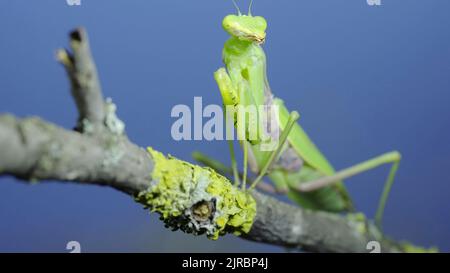 Primo piano di mantide verde in preghiera siede su un ramo d'albero su erba verde e sfondo cielo blu. Mantide transcaucasica (Hierodula transcaucasica) Foto Stock
