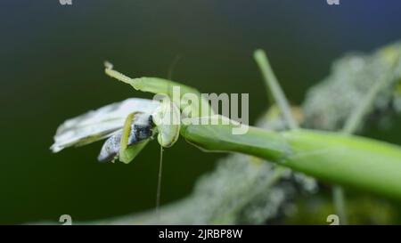 Primo piano di mantide verde in preghiera siede sul ramo dell'albero e mangia la farfalla catturata. Mantis europeo (Mantis religiosa) e farfalla bianca di bagno orientale ( Foto Stock