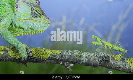 Primo piano, verde maturo camaleonte velato guardando curiosamente a pregare mantis. Chameleon a testa conica o chameleon dello Yemen (Chamaeleo calyptratus) e il sistema di calcolo Foto Stock