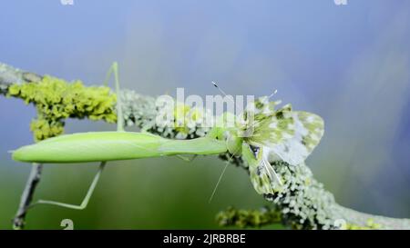 Primo piano di mantide verde in preghiera siede sul ramo dell'albero e mangia la farfalla catturata. Mantis europeo (Mantis religiosa) e farfalla bianca di bagno orientale ( Foto Stock