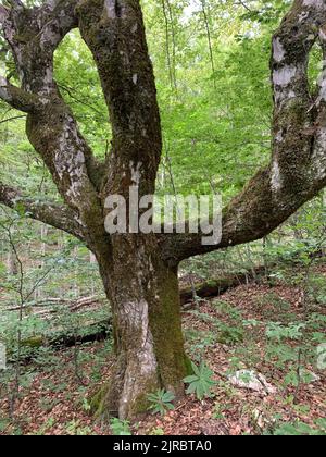 Riserva forestale di Perućica nel Parco Nazionale di Sutjeska, Bosnia ed Erzegovina. Una delle ultime foreste primordiali d'Europa, patrimonio dell'umanità dell'UNESCO. Foto Stock