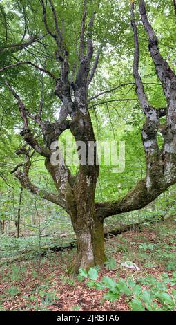 Riserva forestale di Perućica nel Parco Nazionale di Sutjeska, Bosnia ed Erzegovina. Una delle ultime foreste primordiali d'Europa, patrimonio dell'umanità dell'UNESCO. Foto Stock