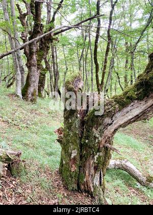 Riserva forestale di Perućica nel Parco Nazionale di Sutjeska, Bosnia ed Erzegovina. Una delle ultime foreste primordiali d'Europa, patrimonio dell'umanità dell'UNESCO. Foto Stock