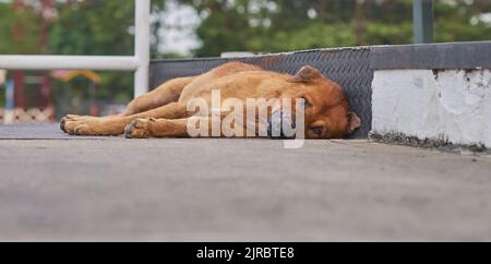 Un cane vagante dall'aspetto molto triste con un naso ferito che giace sul marciapiede. Foto Stock