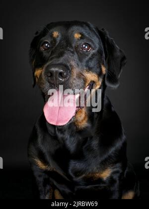 Studio ritratto di un Rottweiler Foto Stock