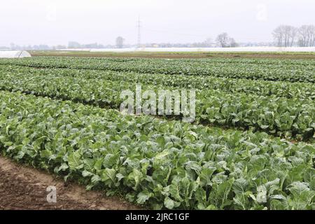 Fattoria con cavolo piantato nei campi. Cibo sano Foto Stock