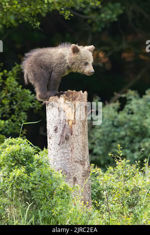 Giovane orso bruno arrampicata su albero in estate natura Foto Stock