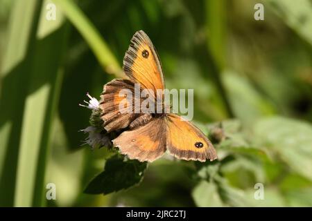 Gatekeeper Butterfly (maschio) su un fiore selvatico. Hampstead Heath, Londra, Inghilterra, Regno Unito. Foto Stock