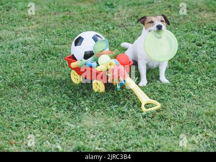 Il cane ha una scatola piena di giocattoli per animali domestici per diversi tipi di gioco e di allenamento Foto Stock