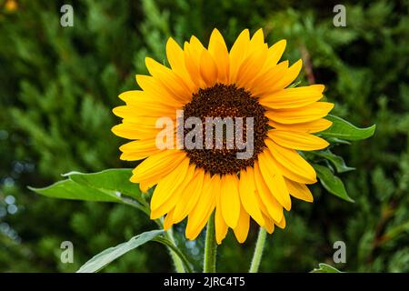 Primo piano di un girasole d'estate al sole di fronte al verde prevalentemente tagliato Foto Stock