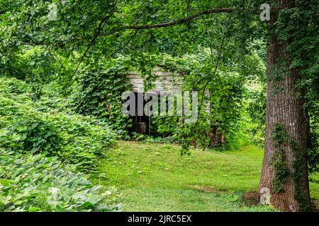 Edificio sovracresciuto coperto di viti Kudzu selvatiche nel paese Foto Stock