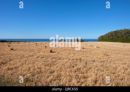 campo di fieno sulla costa adriatica abruzzese Foto Stock