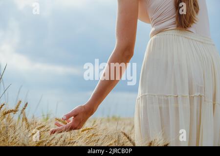 Primo piano le mani della donna trattengono attentamente le orecchie di grano, segale in un campo di grano, segale. Foto Stock