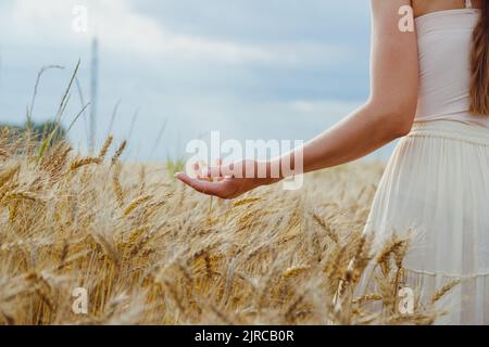 Primo piano le mani della donna trattengono attentamente le orecchie di grano, segale in un campo di grano, segale. Foto Stock