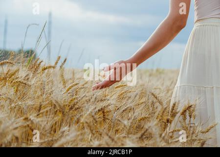 Primo piano le mani della donna trattengono attentamente le orecchie di grano, segale in un campo di grano, segale. Foto Stock