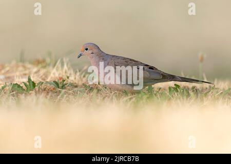 Una colomba in lutto (Zenaida macroura) che si forea in un parco in erba alla luce del mattino Foto Stock