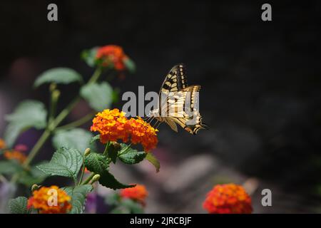 farfalla mariposa gialla appoggiata su fiori gialli e rossi Foto Stock