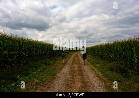 Pellegrini che camminano accanto al campo di mais lungo la strada francese del cammino di San Giacomo chiamato Chemin de Saint Jacques du Puy. Francia Foto Stock