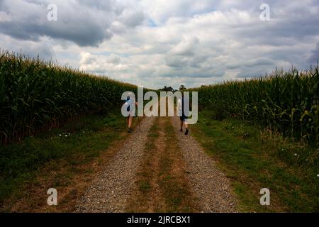 Pellegrini che camminano accanto al campo di mais lungo la strada francese del cammino di San Giacomo chiamato Chemin de Saint Jacques du Puy. Francia Foto Stock