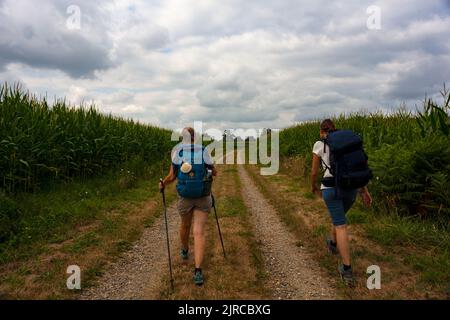 Pellegrini che camminano accanto al campo di mais lungo la strada francese del cammino di San Giacomo chiamato Chemin de Saint Jacques du Puy. Francia Foto Stock