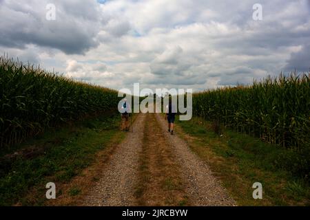 Pellegrini che camminano accanto al campo di mais lungo la strada francese del cammino di San Giacomo chiamato Chemin de Saint Jacques du Puy. Francia Foto Stock