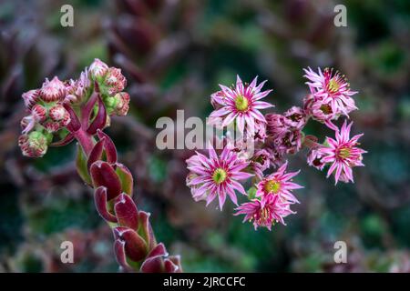 Primo piano di fiori sulle galline e pulcini pianta fiorire in un giardino di roccia cortile a Winkler, Manitoba, Canada. Foto Stock