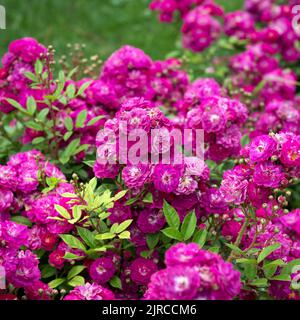 Molti bei cespugli di rose fiorite e soffici nel giardino estivo Foto Stock