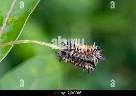 Un paio di bruchi di zizzania, Euchaetes egle, che si nutrono di una foglia comune di zizzania Foto Stock