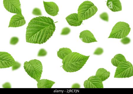 Foglie di lampone cadenti isolate su sfondo bianco, messa a fuoco selettiva Foto Stock
