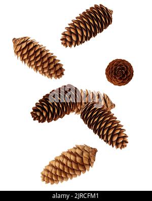 Cono di pino cadente isolato su sfondo bianco, tracciato di ritaglio, profondità di campo completa Foto Stock