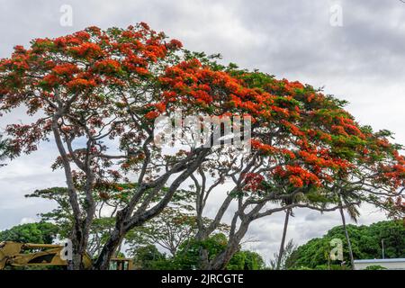 Alberi fiammeggianti o Delonix Regia con i loro fiori rossi fioriti sull'isola di Mauritius Foto Stock