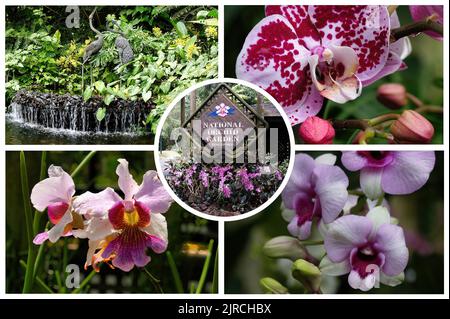 Lo splendido Giardino Nazionale delle Orchidee di Singapore Foto Stock