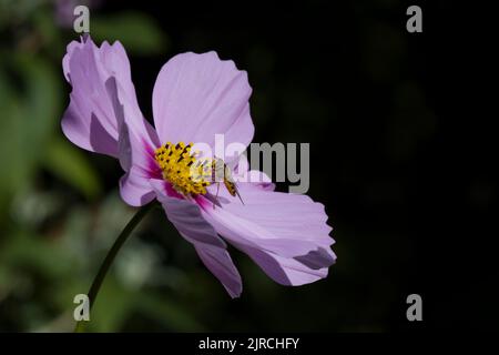 Hoverfly Syrphus RibesII Hoverfly su Pink Cosmos Daisy Foto Stock