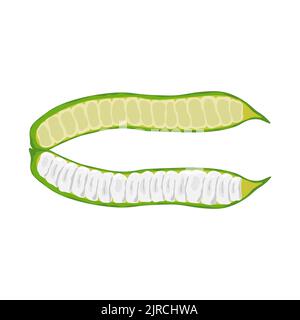 Fagiolini verdi isolati su fondo bianco. Pianta leguminosa, frutto leguminoso. Cialde Guaba Ice Cream Beans o Inga Edulis. Illustrazione vettoriale. Illustrazione Vettoriale